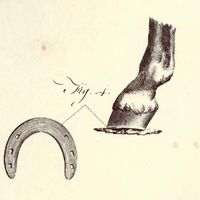 Illustration of a horseshoe and horse's hoof