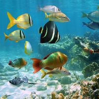 Image of tropical fish in a coral reef.