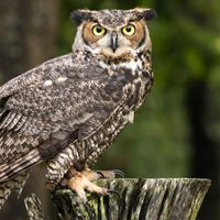 A photo of a great horned owl perched on a tree stump, displaying mottled brown and gray plumage with prominent ear tufts and striking yellow eyes.