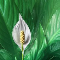 Peace lily