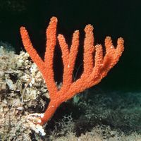 Photograph of a syconoid sponge.