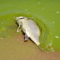 Algal bloom