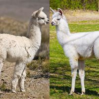 Alpaca or llama?