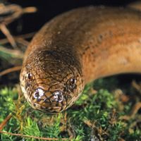 Slowworm