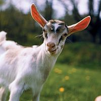 Goat