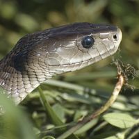 The difference between “poisonous” and “venomous”