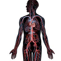 Human circulatory system