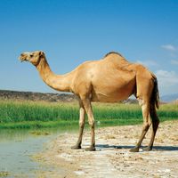 Arabian camel, or dromedary
