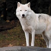 arctic wolf