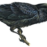 Common raven (Corvus corax)