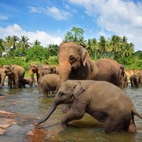 Asian elephant (Elephas maximus)
