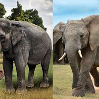 From Asia or Africa?