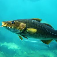 The Atlantic cod