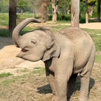 An elephant using its trunk