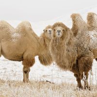 Bactrian camel