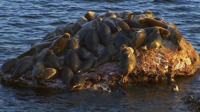 The freshwater seals that only live in Lake Baikal