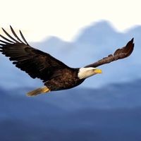 bald eagle