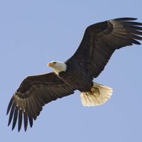 Bald eagle