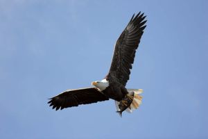 bald eagle in flight
