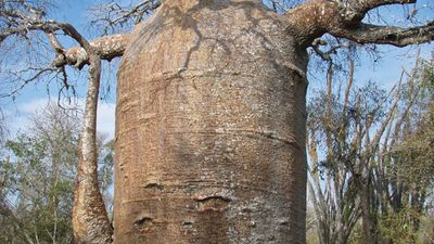 Baobab