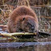Beaver