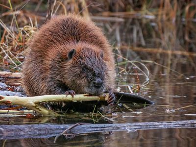 Beaver
