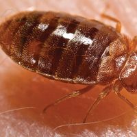 Bedbug (Cimex lectularius).