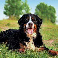 Bernese mountain dog laying on grass.