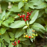 Bittersweet nightshade