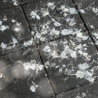Bird droppings