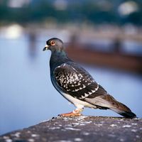 Pigeon