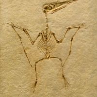 pterodactyl fossil