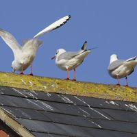 Black-headed gulls