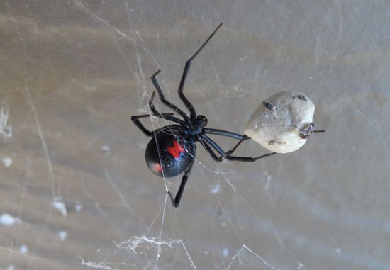 black widow spider