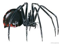 Black widow spider