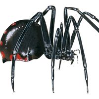 Black widow spider