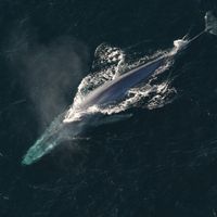 Aerial view of a blue whale