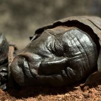 Tollund Man
