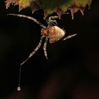Bolas spider