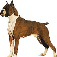 Photograph of a Boxer dog