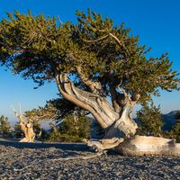 Great Basin National Park: bristlecone pine