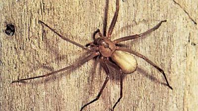 A medically significant arachnid