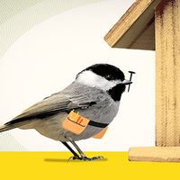 Photo illustration of a chickadee standing in front of a wooden birdhouse, holding a nail in its beak and wearing a tiny orange toolbelt.