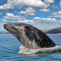 California gray whale