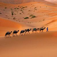 Camel caravan in the Sahara
