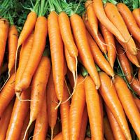 Carrots