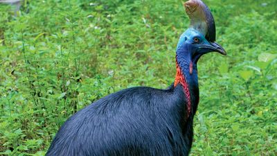 southern cassowary