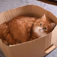 Safe in a box