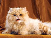 Persian cat