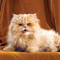 Persian cat